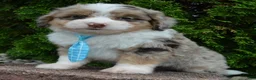 Mini Aussiedoodle dogs for sale: Mini Asher - Ad 12