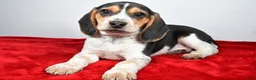 Beagle dogs for sale: Robert - Ad 7