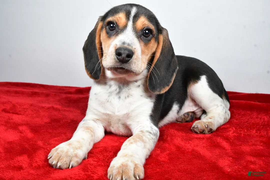 Beagle dogs for sale: Robert - Ad 7