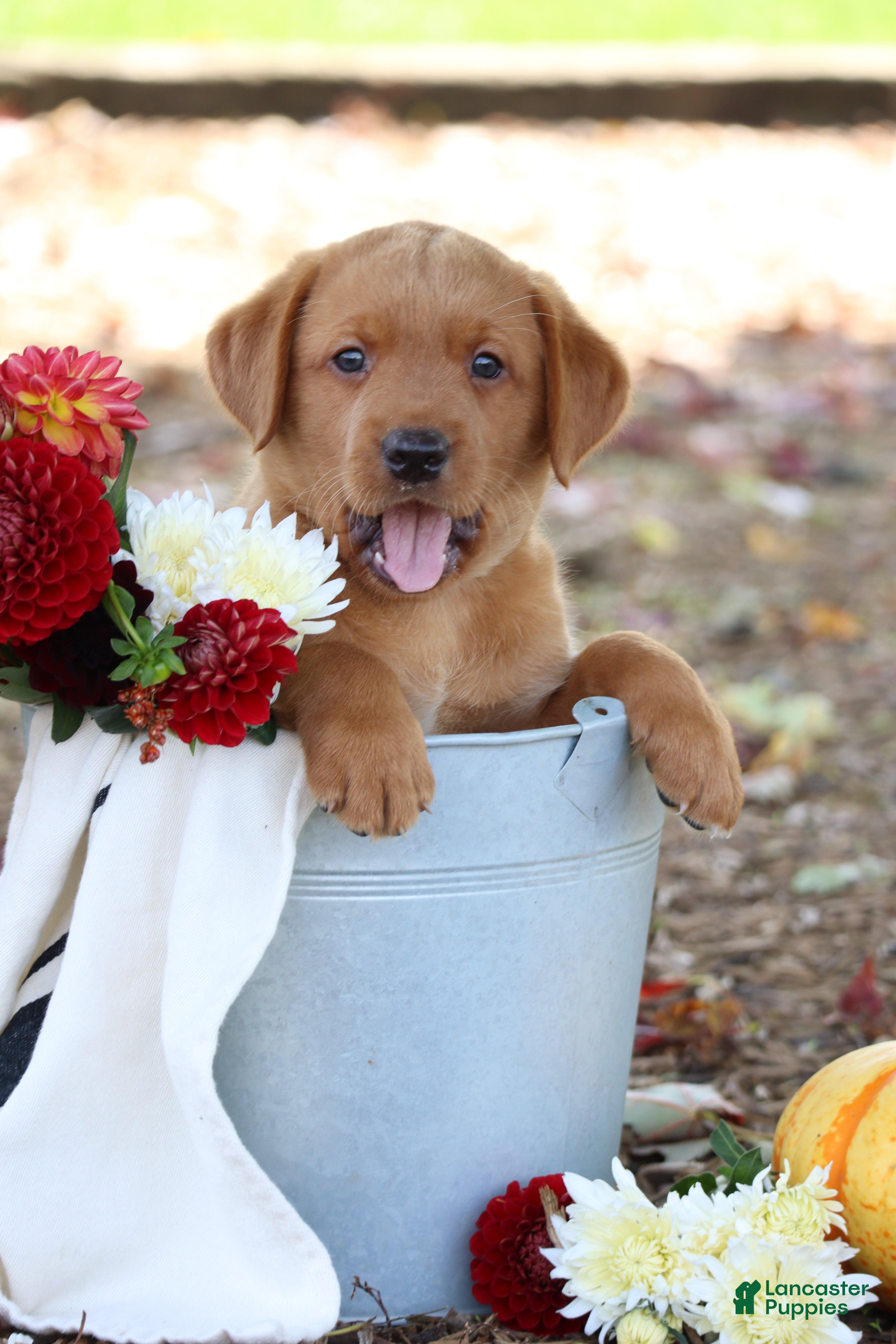 Labrador Retriever dogs Tassle - Ad 1