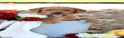 Labrador Retriever dogs for sale: Tassle - Ad 1