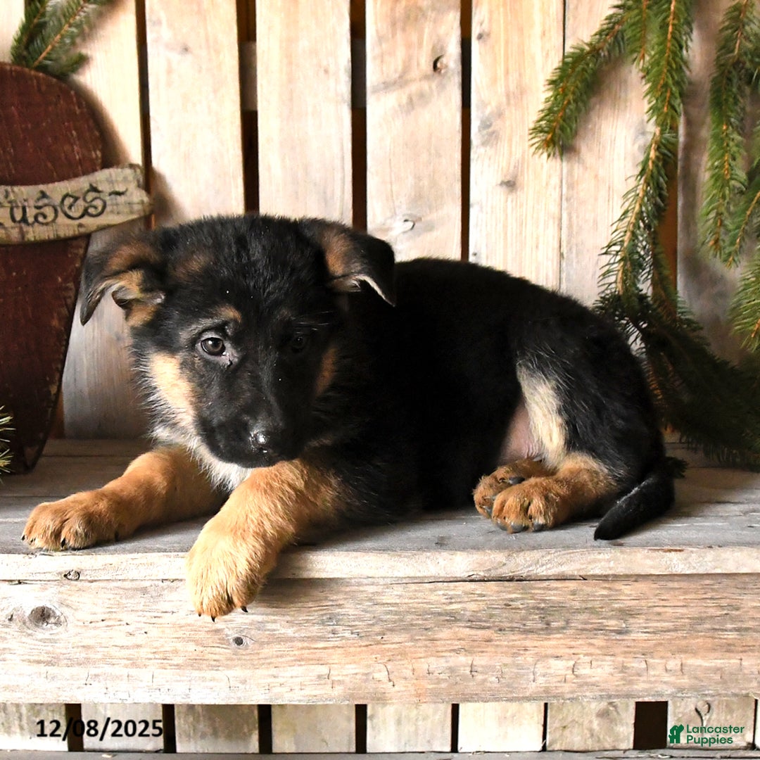 German Shepherd dogs for sale: Sofia - Ad 3