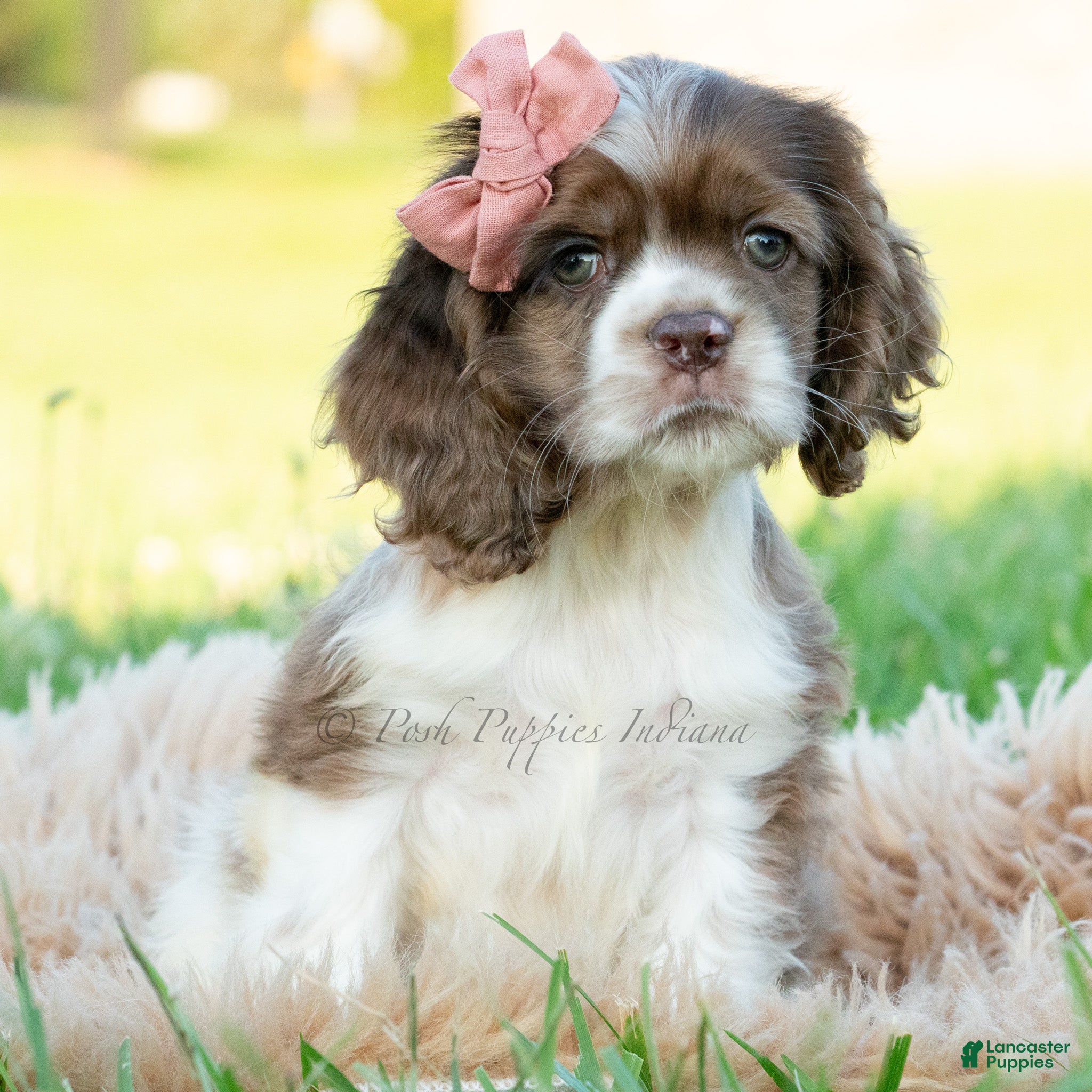 Cocker Spaniel dogs Rosslyn - Ad 24