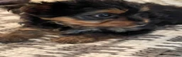 Yorkshire Terrier dogs for sale: Yorkshire Terrier 1 - Ad 3