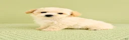 Bichon Frise dogs for sale: Belle - Ad 3
