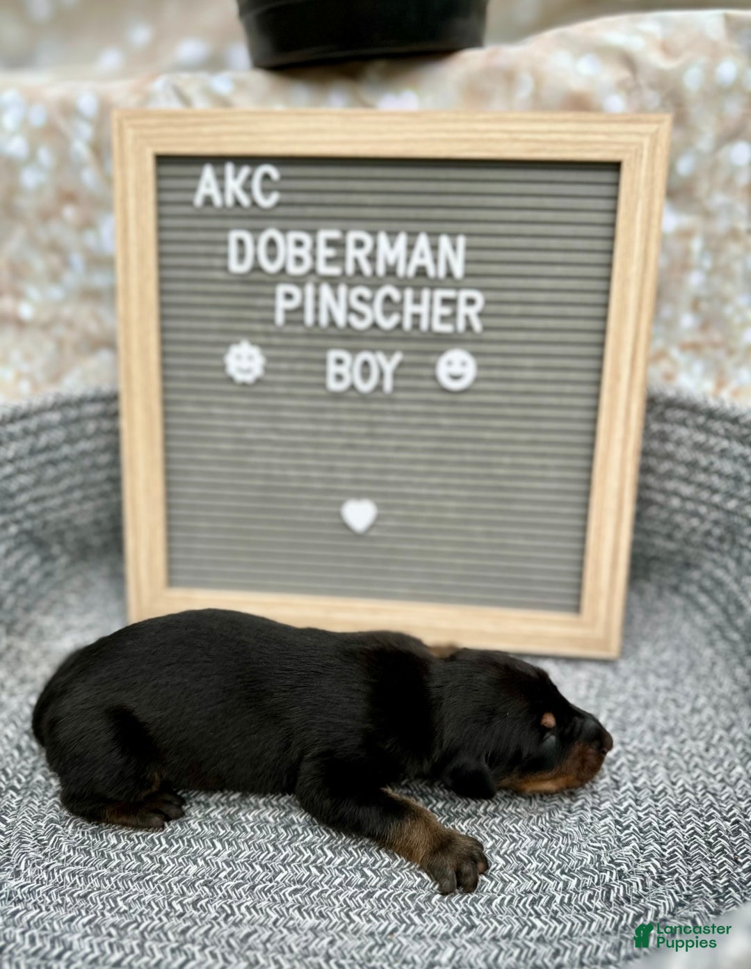 Doberman Pinscher dogs for sale: Black boy, black collar - Ad 2