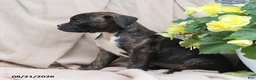 Boxer dogs for sale: Stella - Ad 2