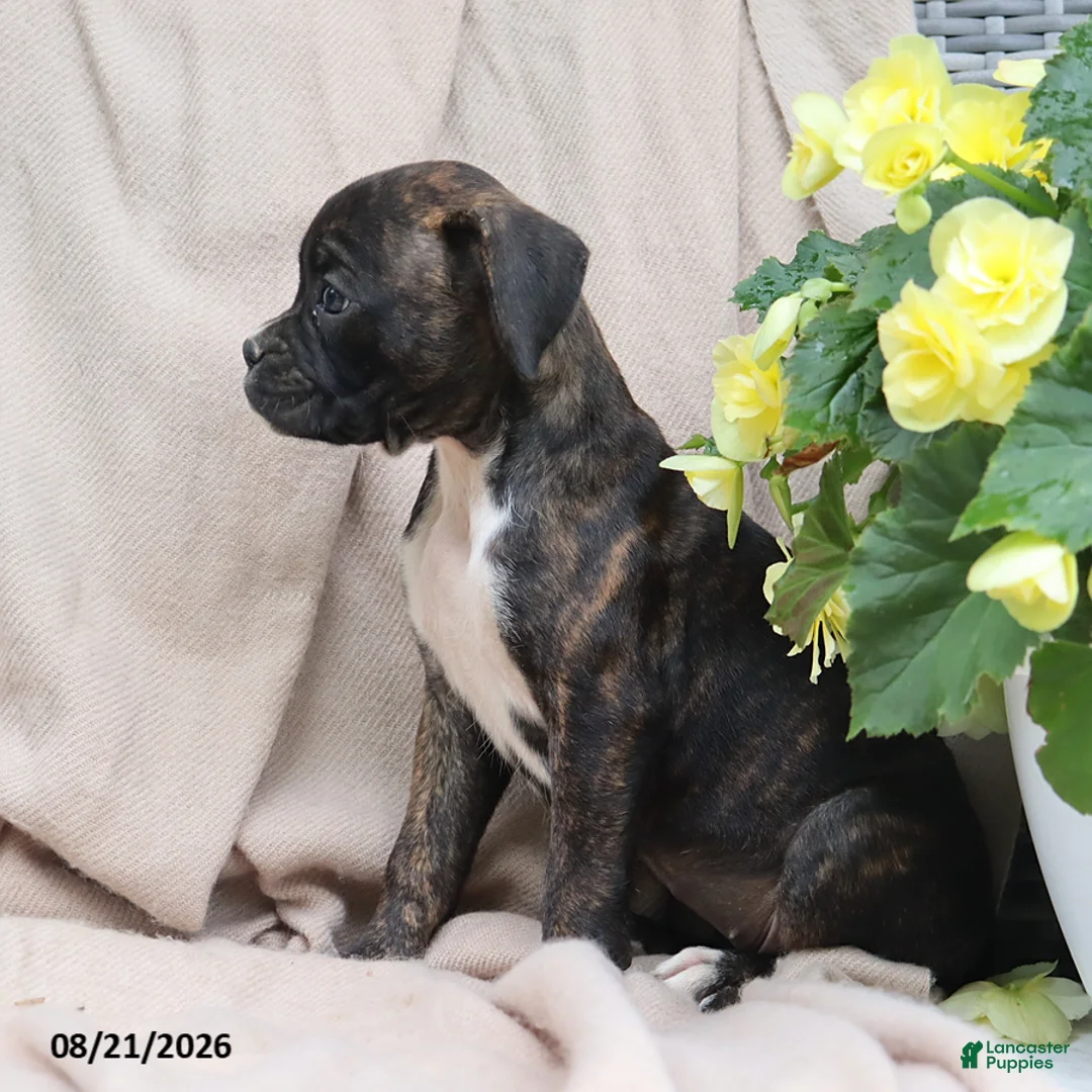 Boxer dogs for sale: Stella - Ad 2