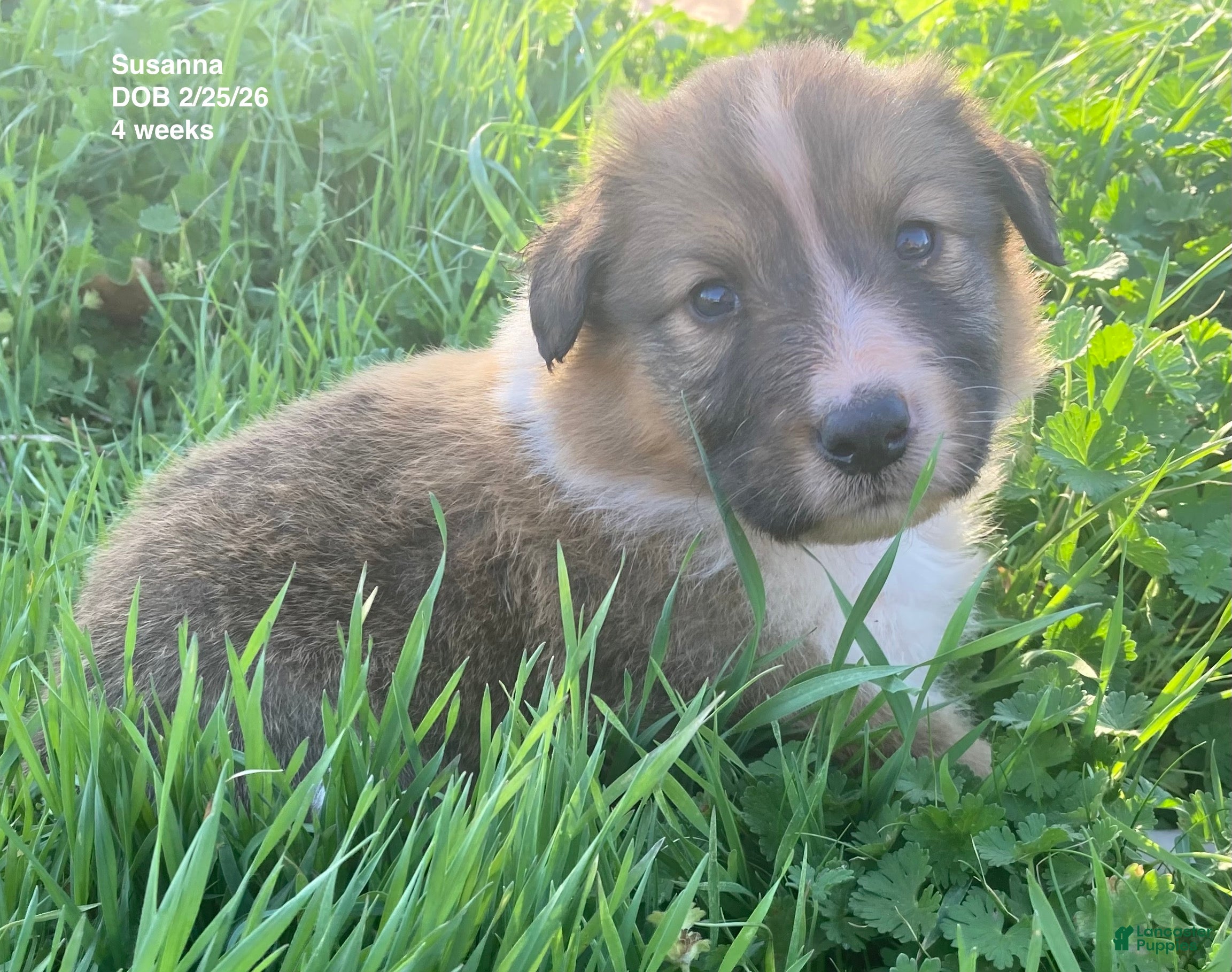 Collie dogs Susanna - Ad 11