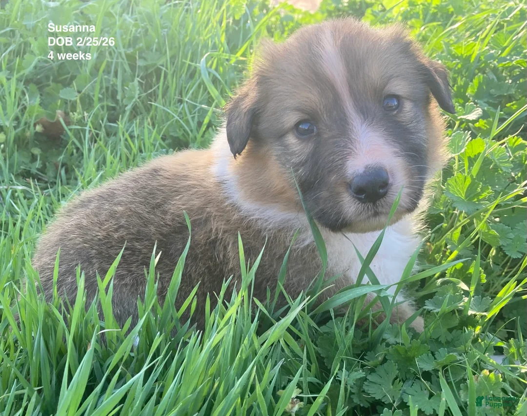 Collie dogs for sale: Susanna - Ad 1