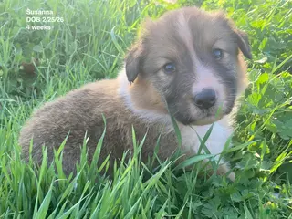 Collie dogs Susanna - Ad 11