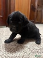 Labrador Retriever Puppy BISCUIT