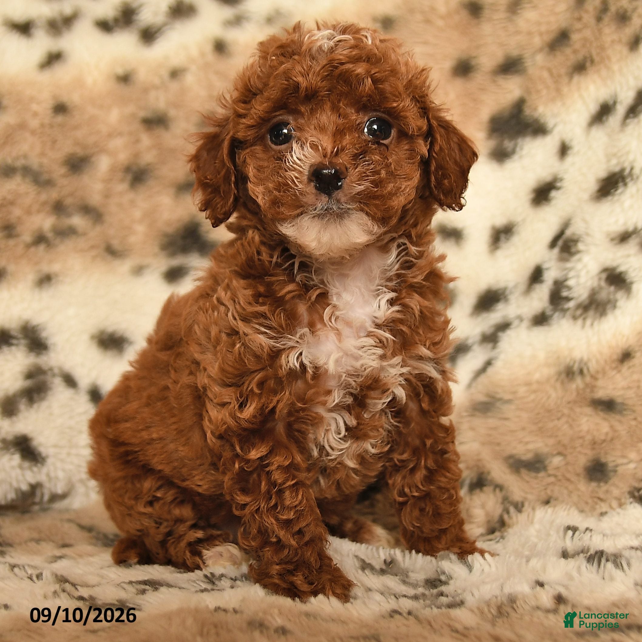 Miniature Poodle dogs Honey - Ad 2
