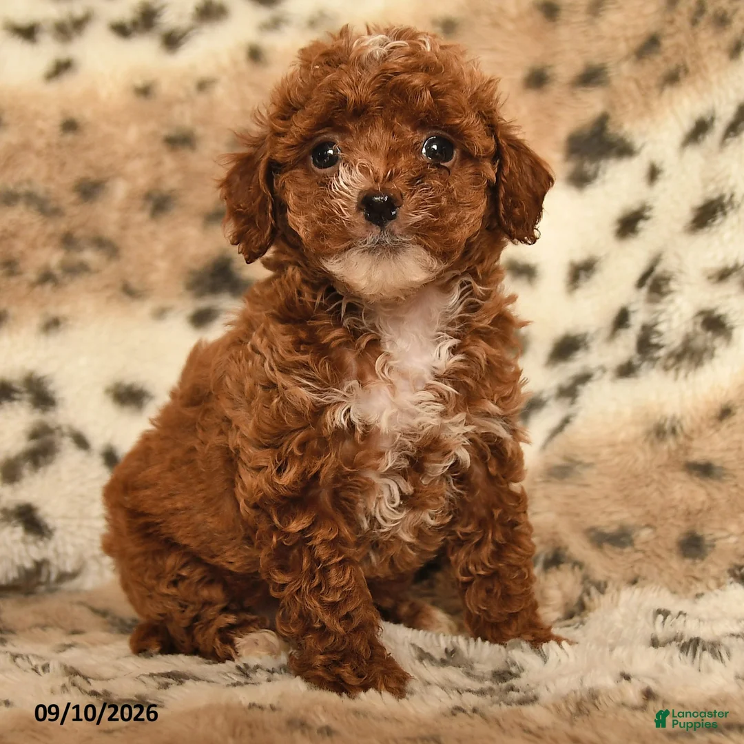 Miniature Poodle dogs for sale: Honey - Ad 2