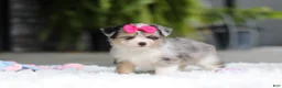 Mixed Breed dogs for sale: Ellie - Ad 11
