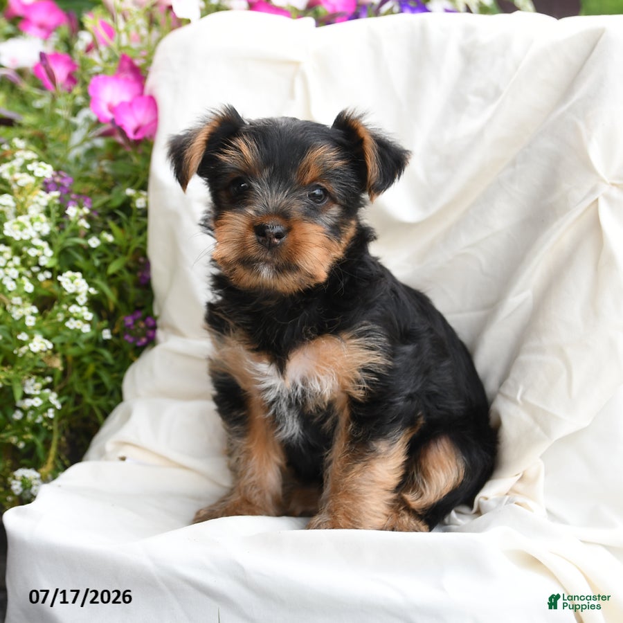 Yorkshire Terrier dogs Maisie - Ad 2