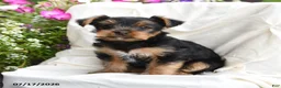 Yorkshire Terrier dogs for sale: Maisie - Ad 2