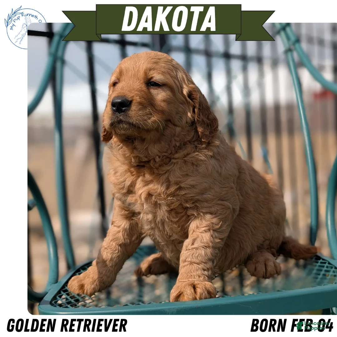 Golden Retriever dogs for sale: Dakota - Ad 1