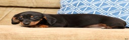 Miniature Dachshund dogs for sale: Winnie - Ad 9