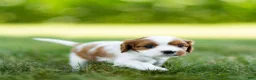 Cavalier King Charles Spaniel dogs for sale: Cavalier King Charles Spaniel 3 - Ad 3