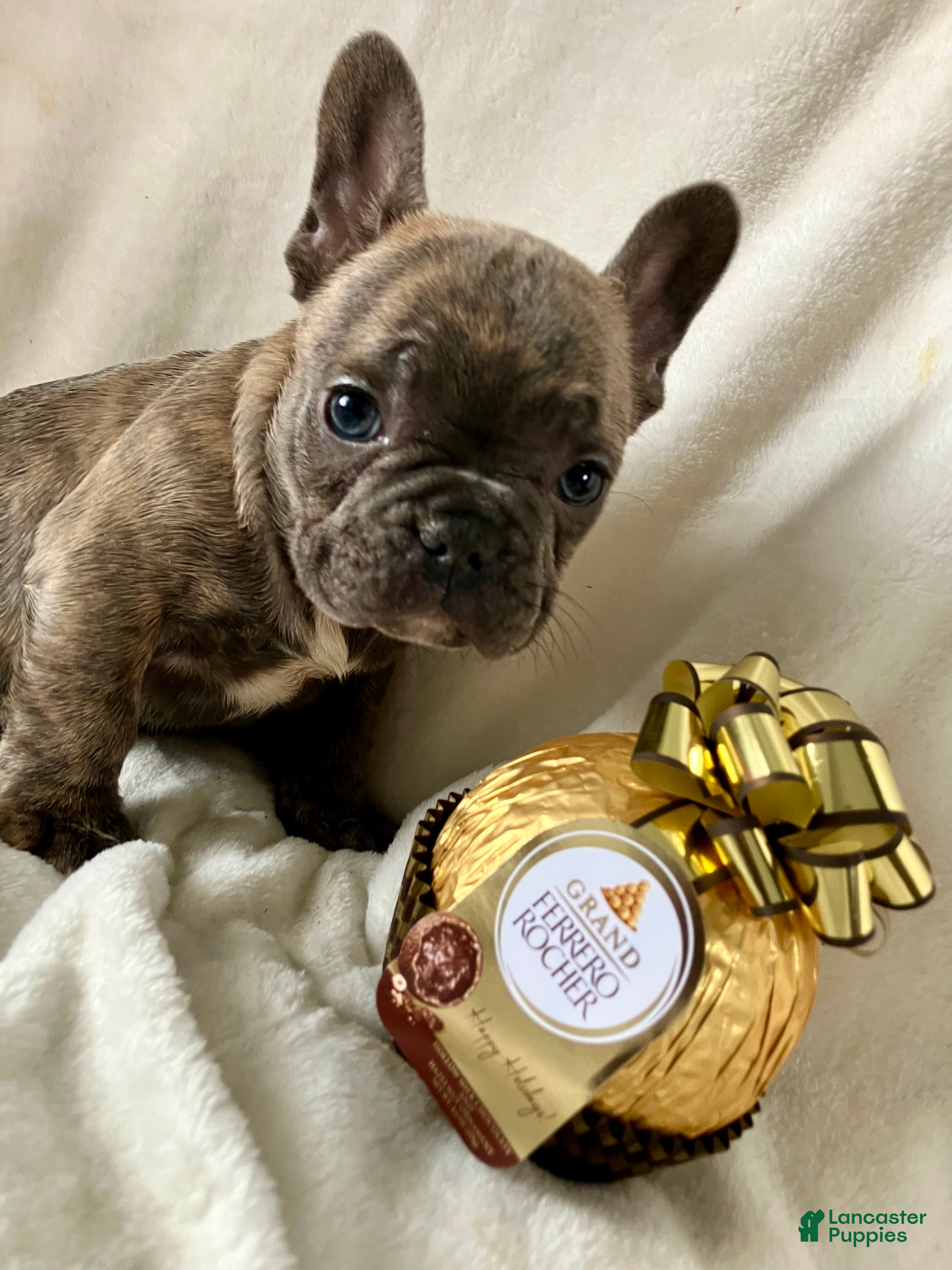 French Bulldog dogs Prince - Ad 2