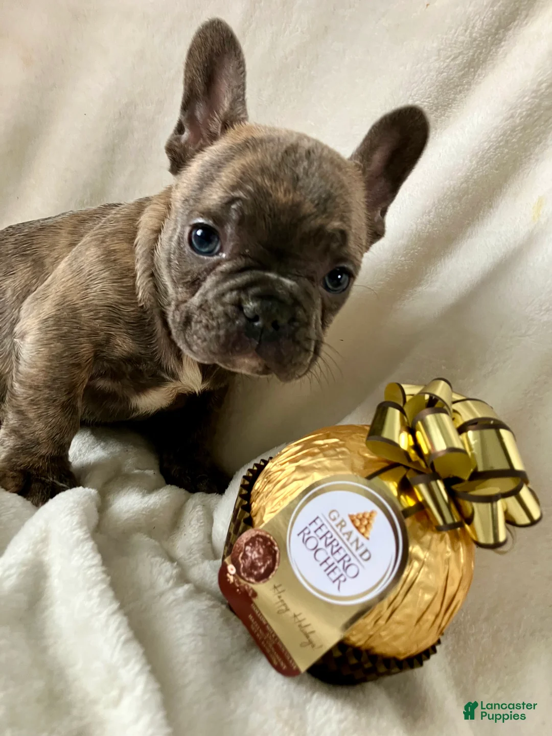 French Bulldog dogs for sale: Prince - Ad 2