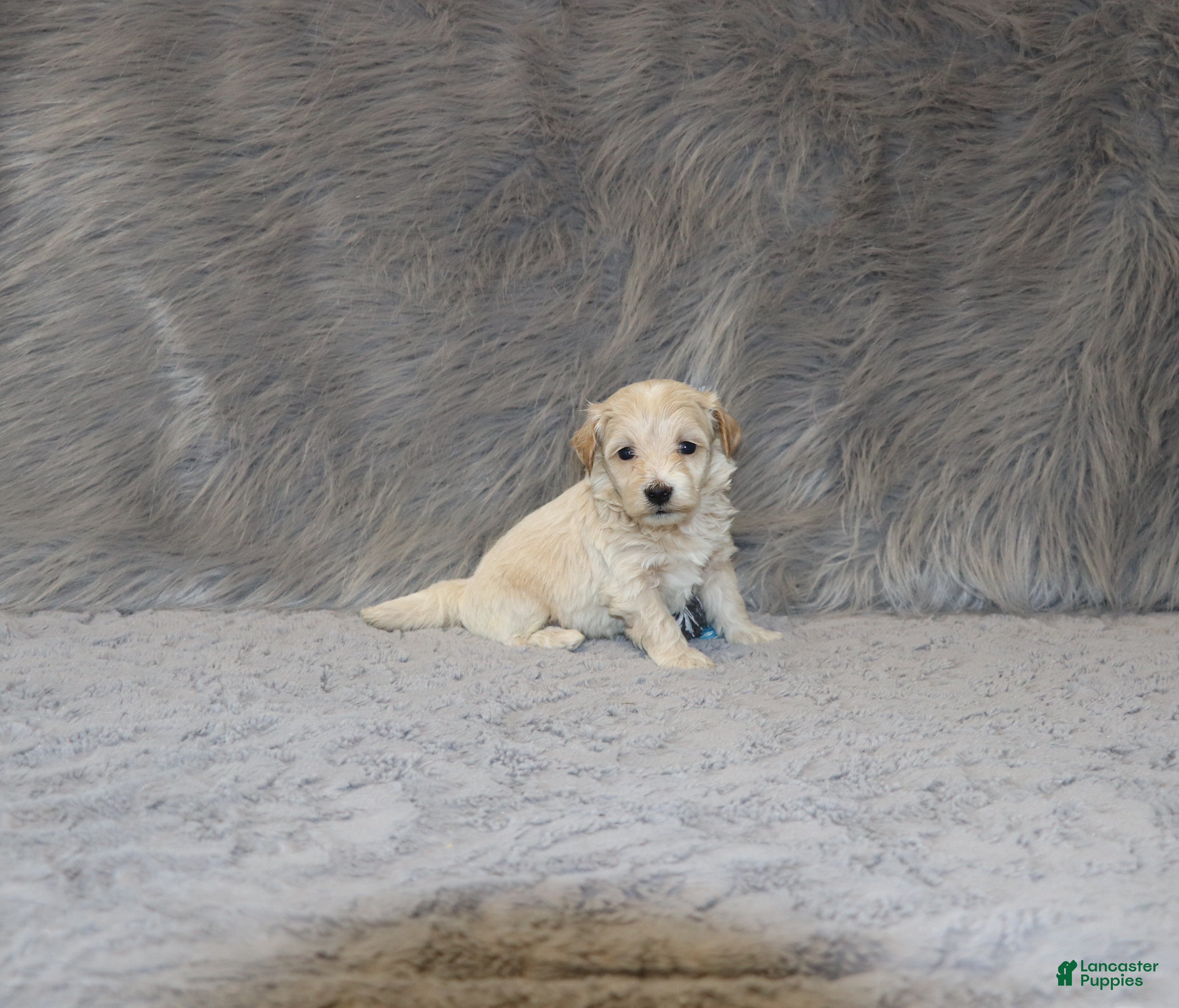 Havapoo dogs Parker 💙 Miniature - Ad 1