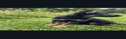 German Shepherd dogs for sale: German Shepherd 1 - Ad 3