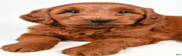 Mini Goldendoodle dogs for sale: Cooper - Ad 7