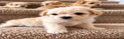Maltipoo dogs for sale: Meet Coco — Adorable Maltipoo Puppy - Ad 16