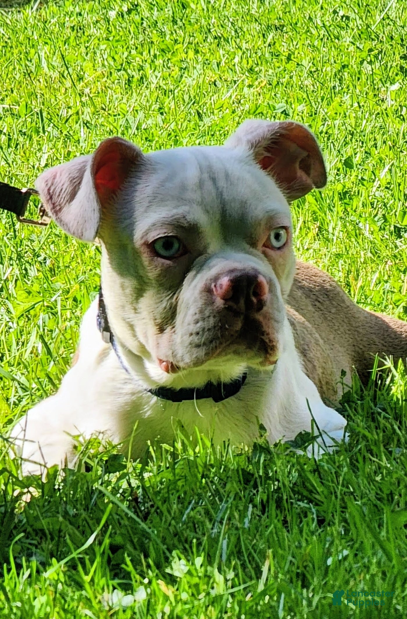 Boston Terrier dogs Ruger - Ad 1