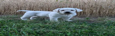 Cirrus