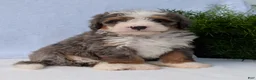 Mini Bernedoodle dogs for sale: Mini Bodie  - Ad 5