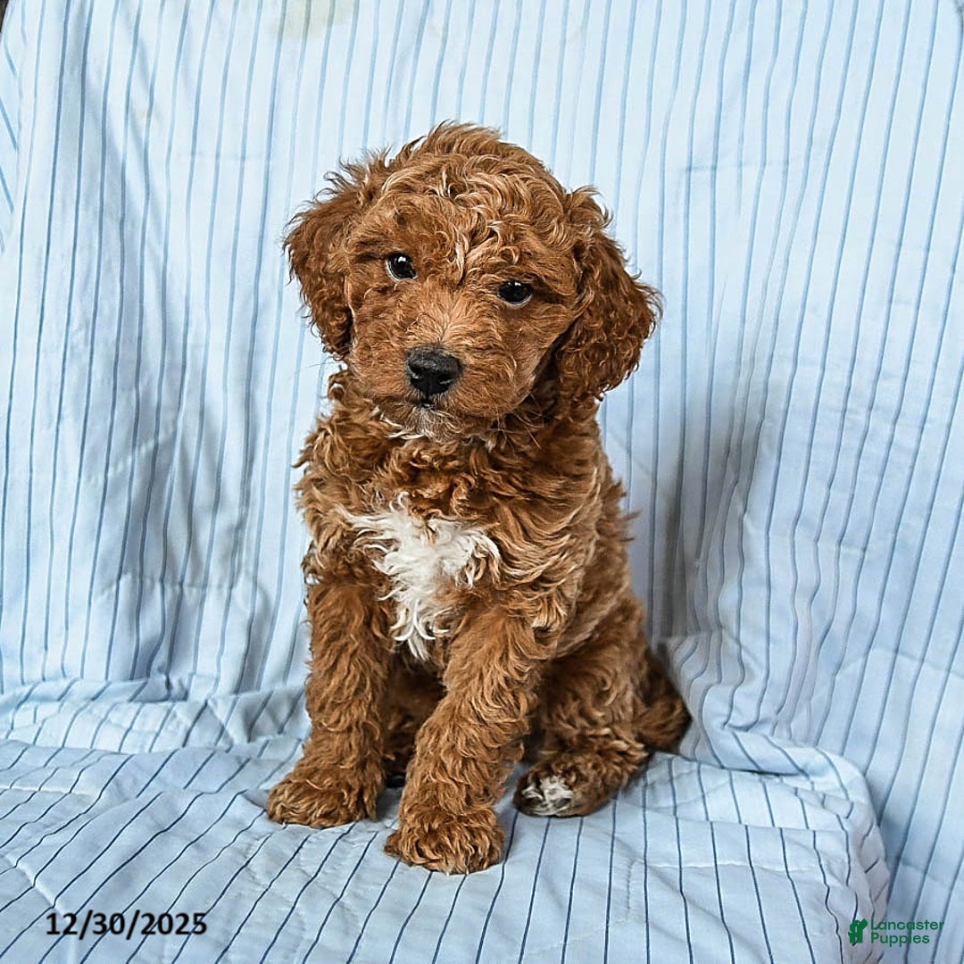 Toy Poodle dogs for sale: Teddy - Ad 2