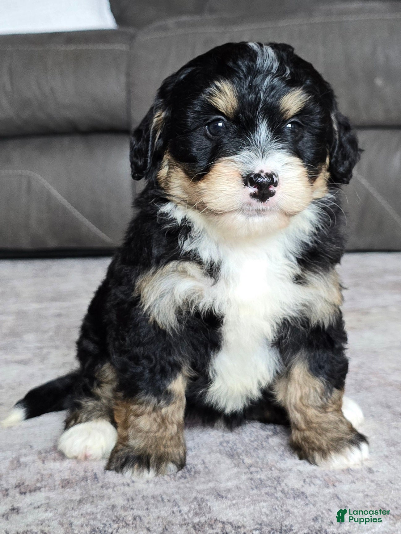 Mini Bernedoodle dogs Mini Willow - Ad 2