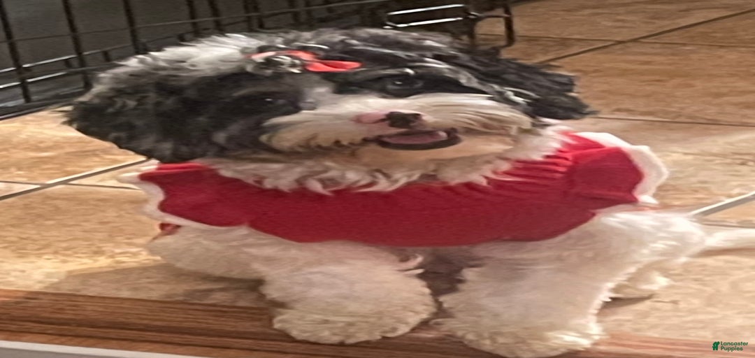 Gallery Image {{count}}