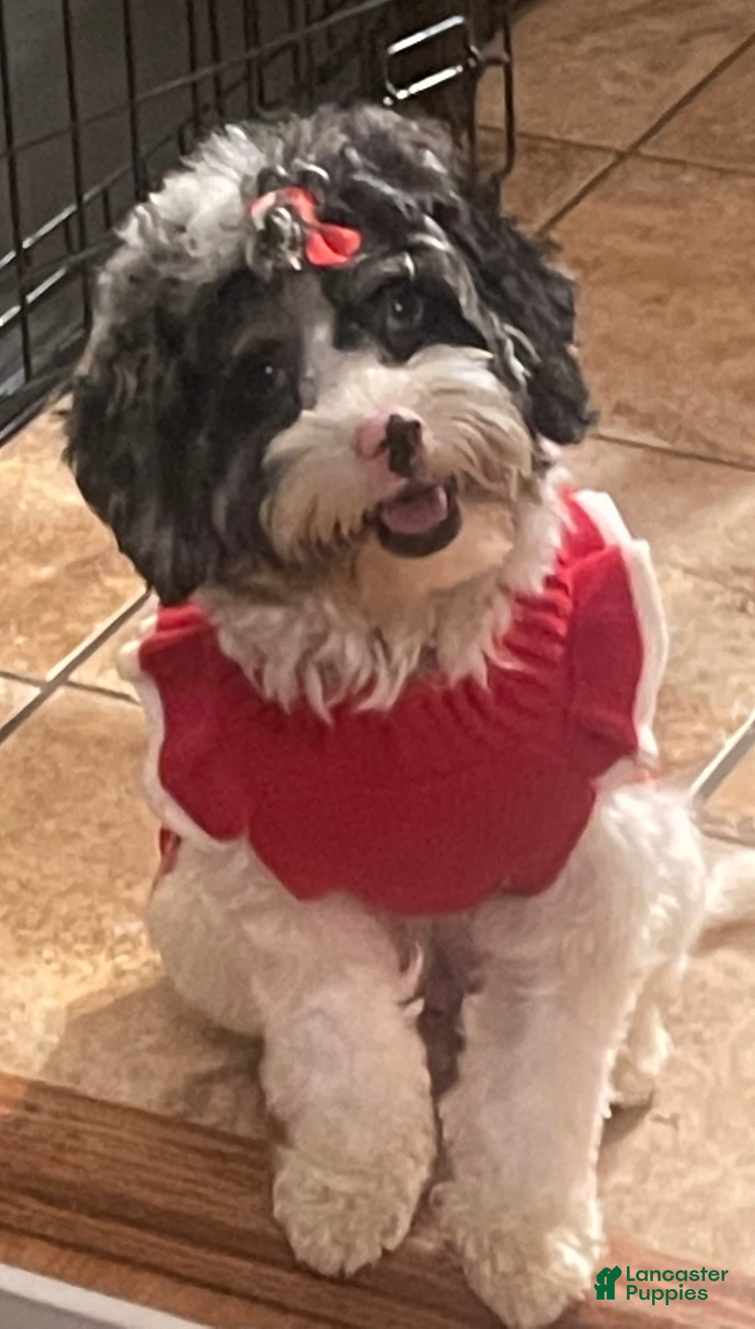 Gallery Image {{count}}