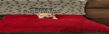 Toy Poodle Puppy 1