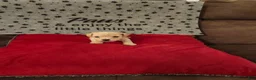 Toy Poodle dogs for sale: Toy Poodle Puppy 1 - Ad 1