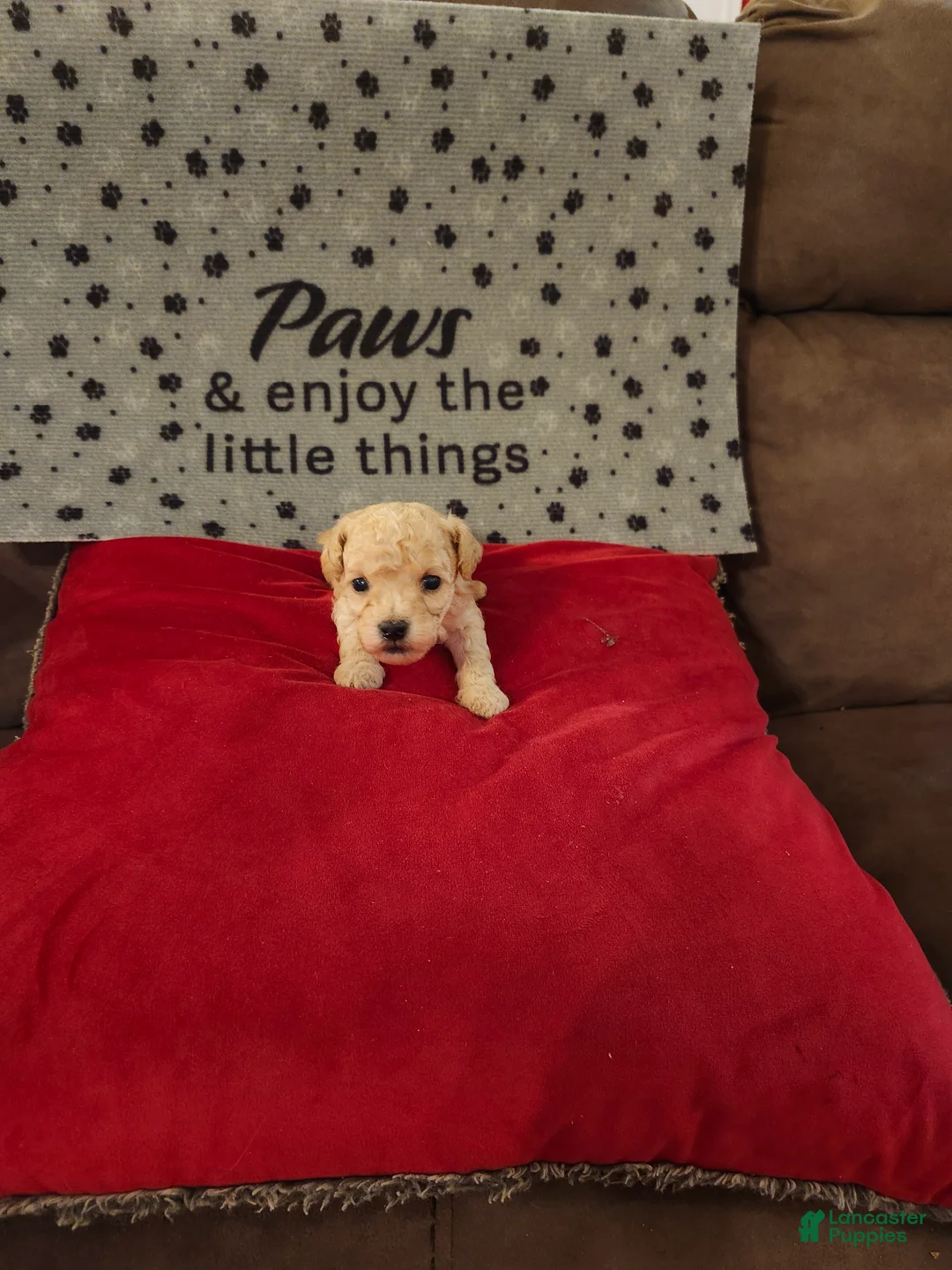 Toy Poodle dogs for sale: Toy Poodle Puppy 1 - Ad 1