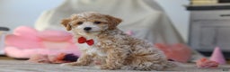 Miniature Poodle dogs for sale: Teddy - Ad 6