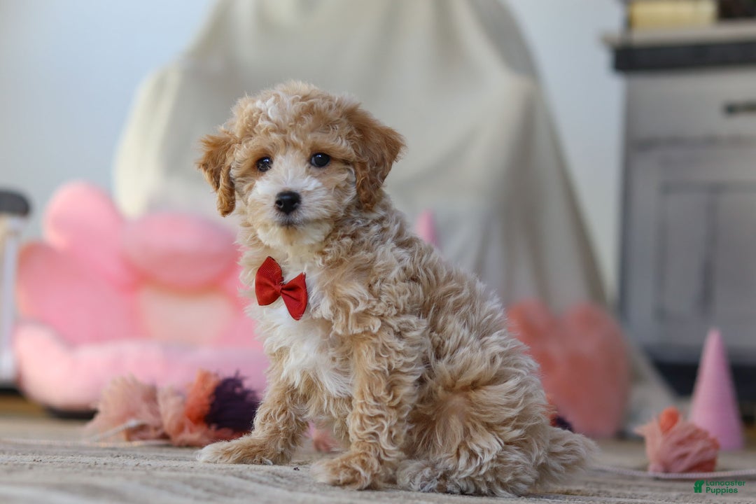 Miniature Poodle dogs for sale: Teddy - Ad 6