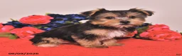 Yorkshire Terrier dogs for sale: Hank - Ad 4