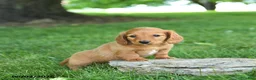 Miniature Dachshund dogs for sale: Gelato - Ad 3
