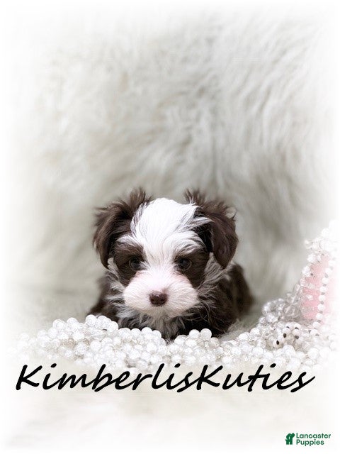 Yorkiepoo dogs Yorkipoo / Wren - Ad 1