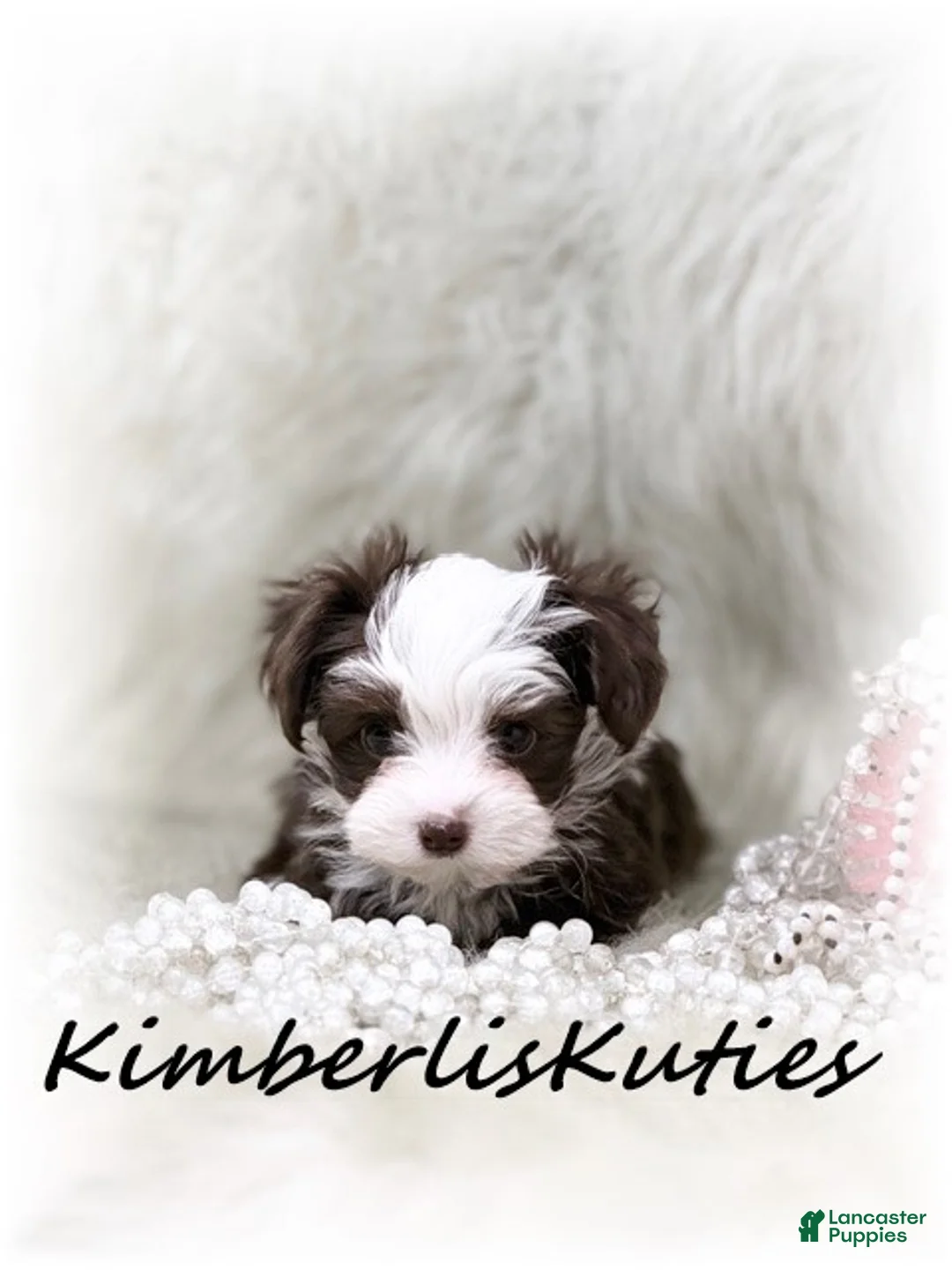 Yorkiepoo dogs for sale: Yorkipoo / Wren - Ad 1