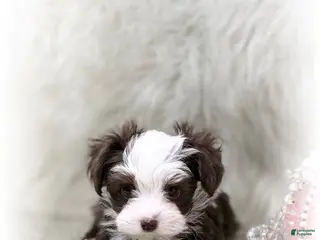 Yorkiepoo dogs for sale: Yorkipoo / Wren - Ad 3