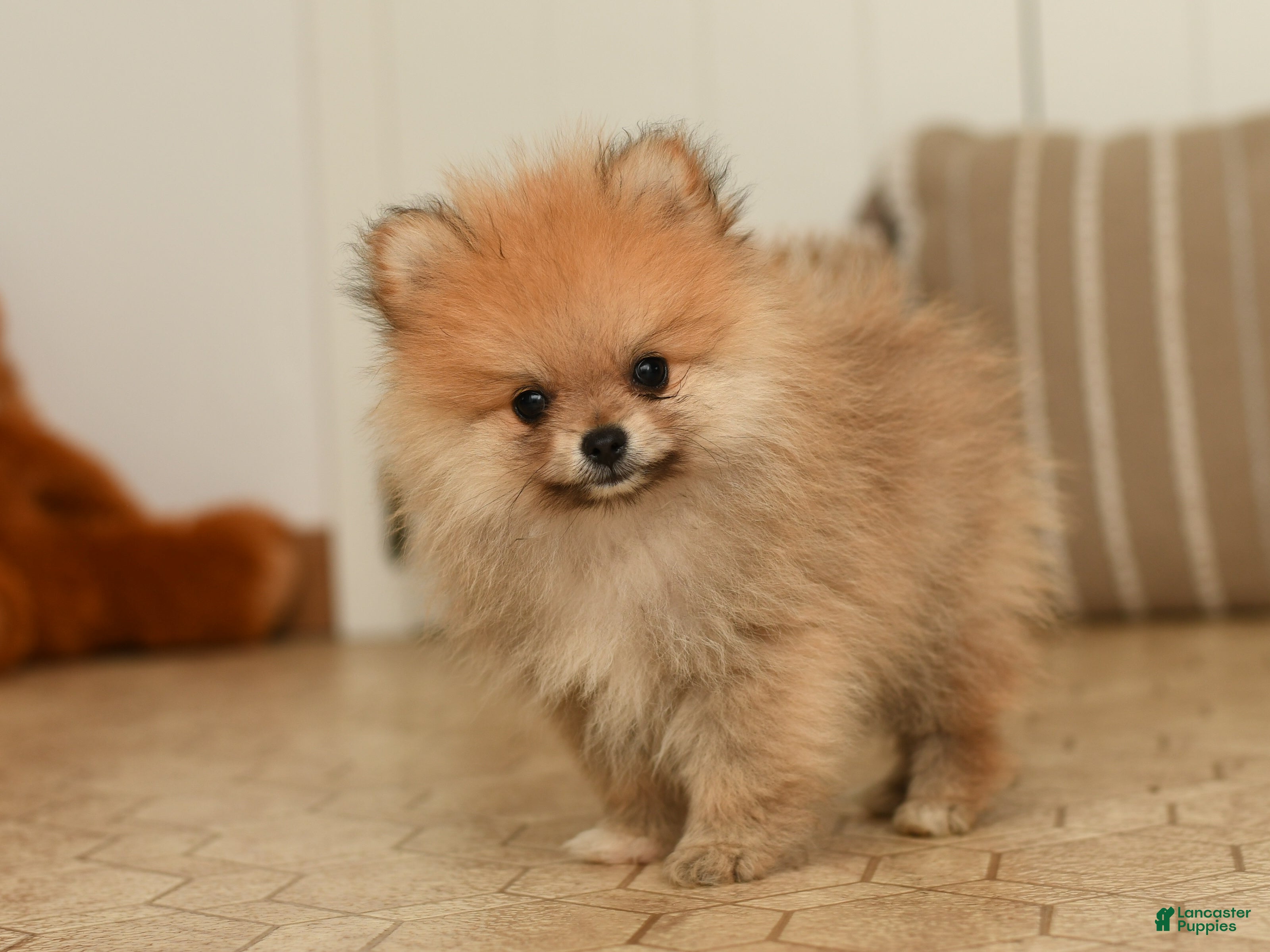 Pomeranian dogs Peanut - Ad 2