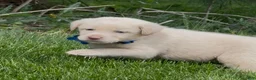 Labrador Retriever dogs for sale: Labrador Retriever Puppy 1 - Ad 3