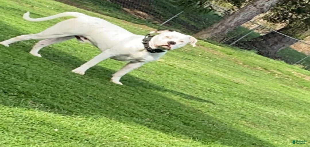 Gallery Image {{count}}